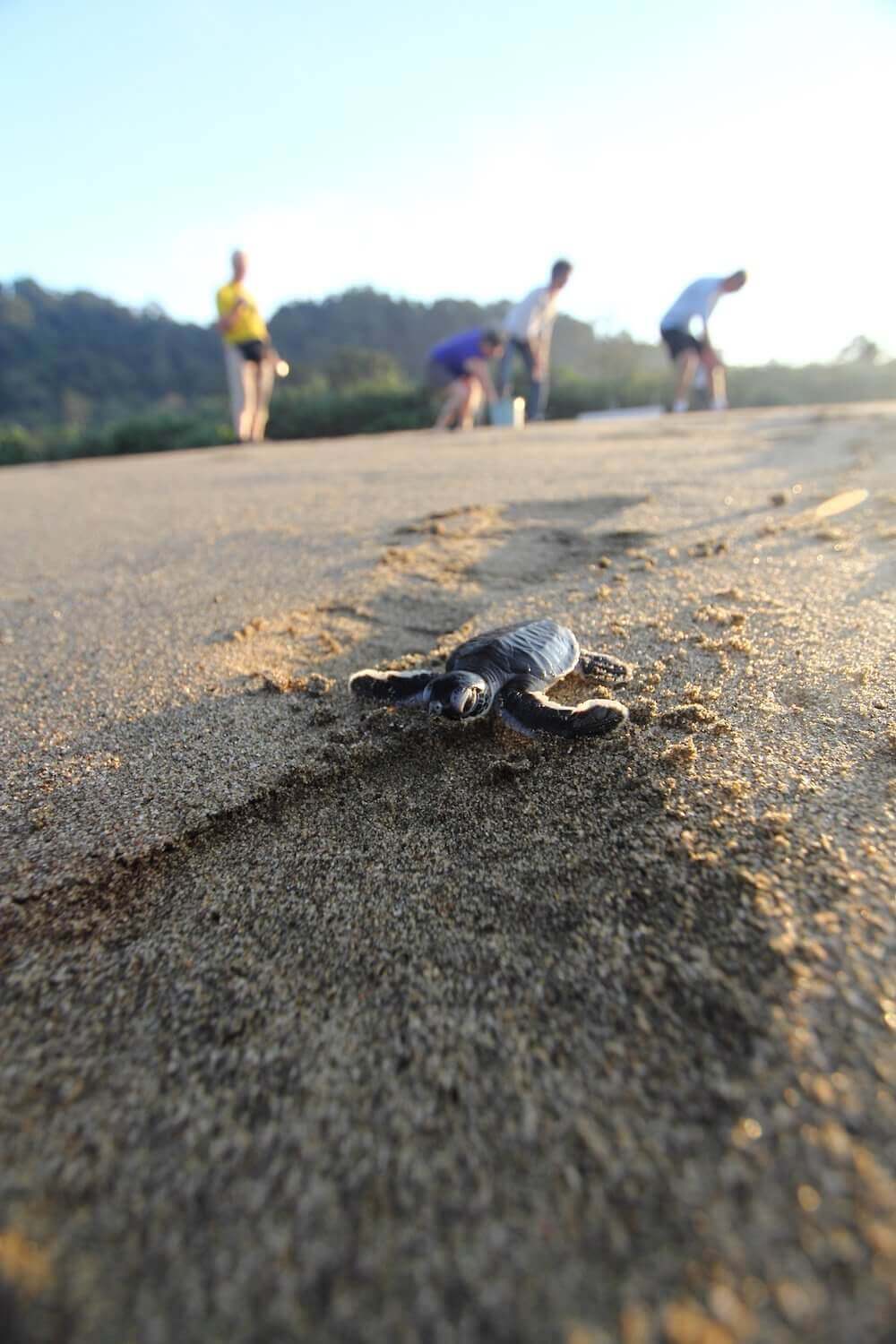 Sukamade Turtle Beach Tour